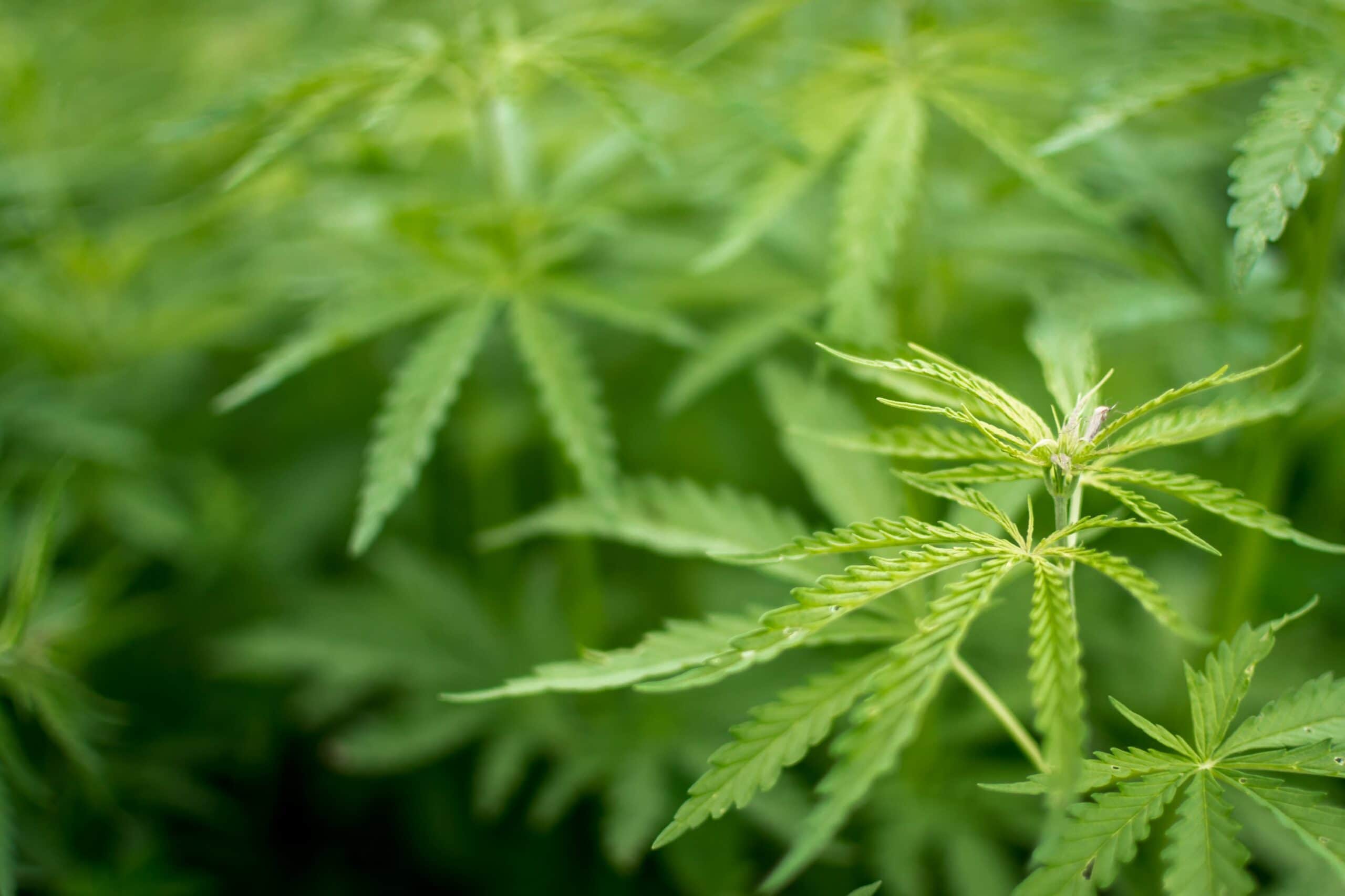 growing hemp plant