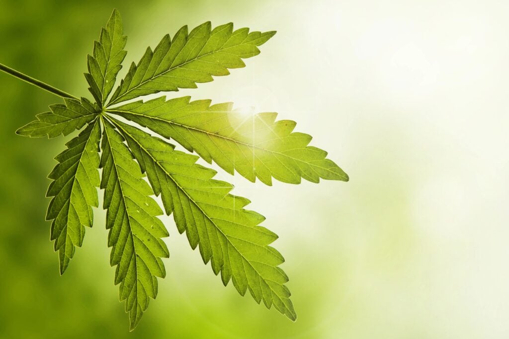 Cannabis leaf in bright morning light