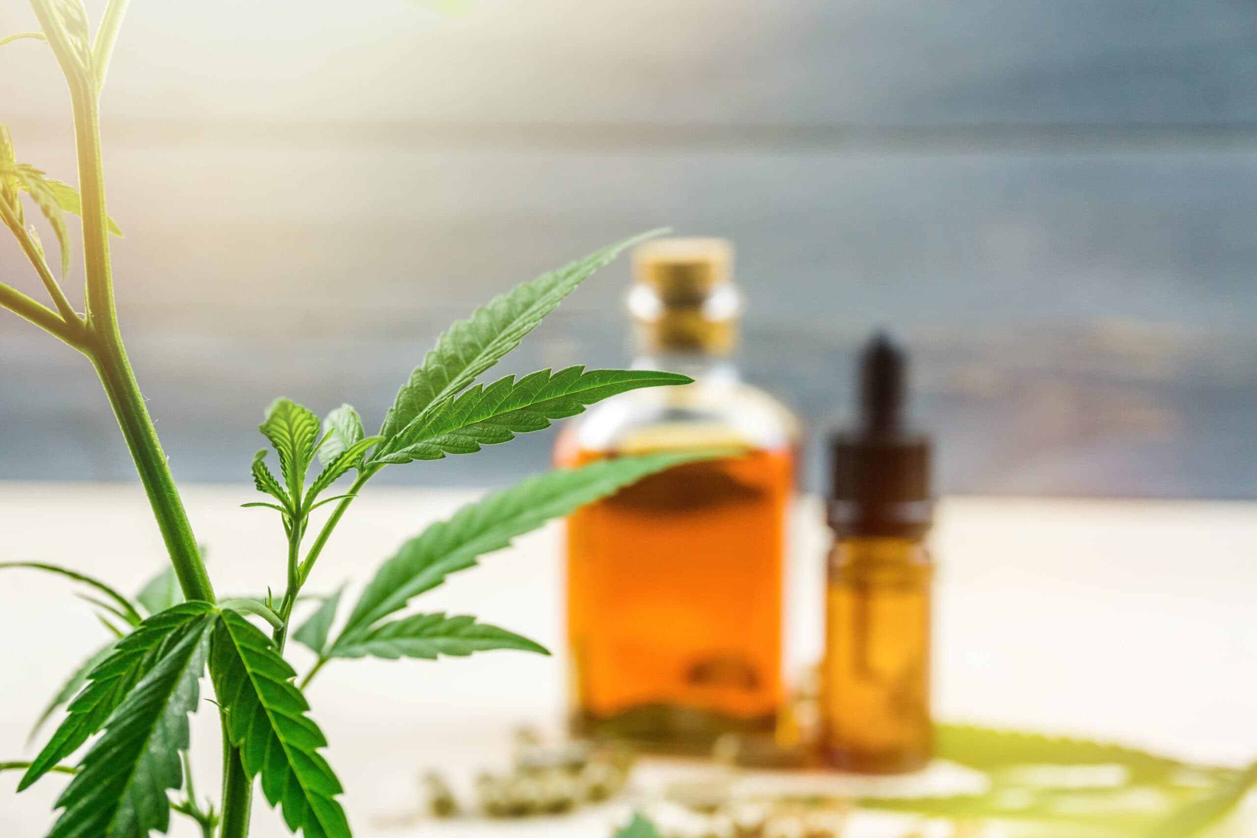 cannabis plant, two bottles of oil in background