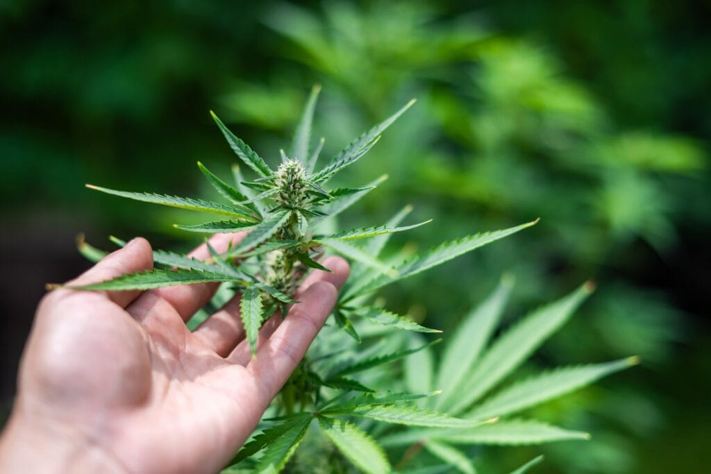 Hand touching cannabis plant
