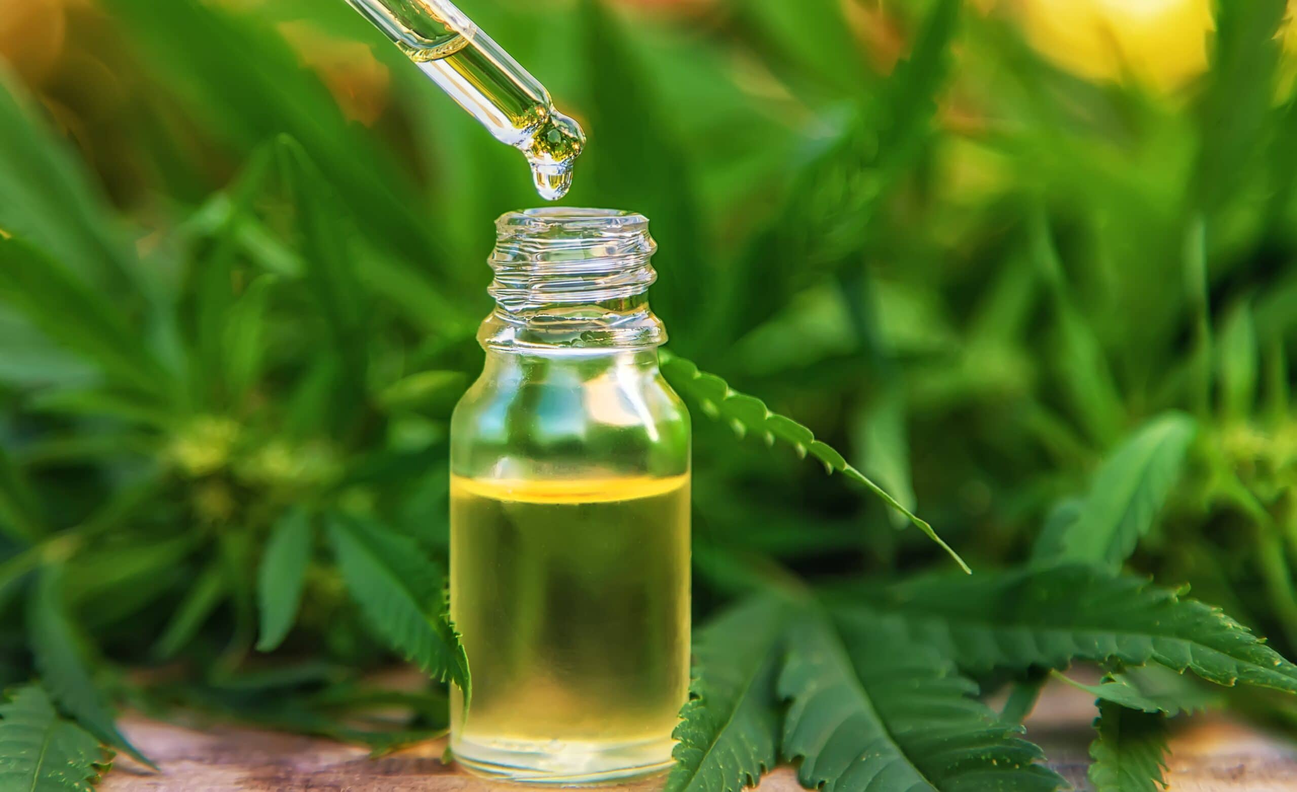 marijuana leaves in background, bottle of oil