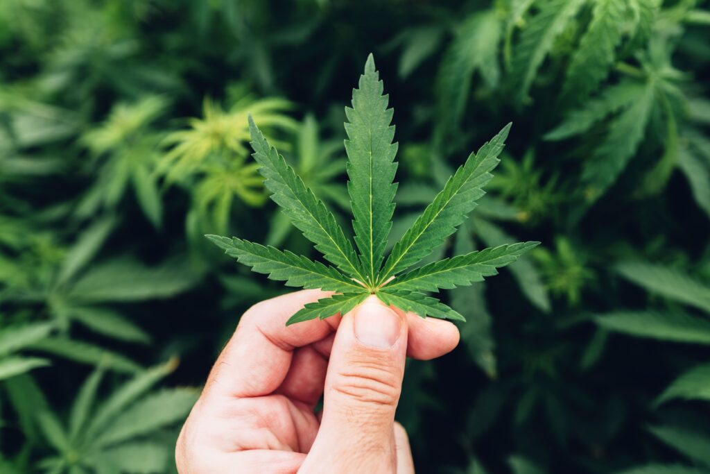 Hand holding leaf of cannabis plant