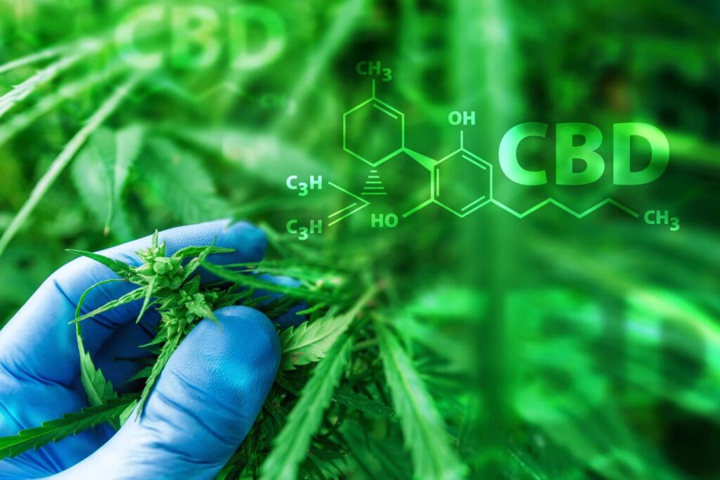 Gloved fingers touching cannabis plant, CBD chemical formula