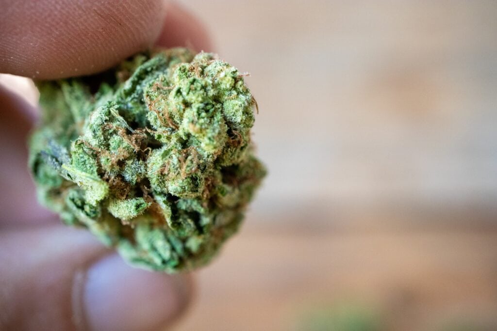 Hand holding a dry bud of cannabis between two fingers